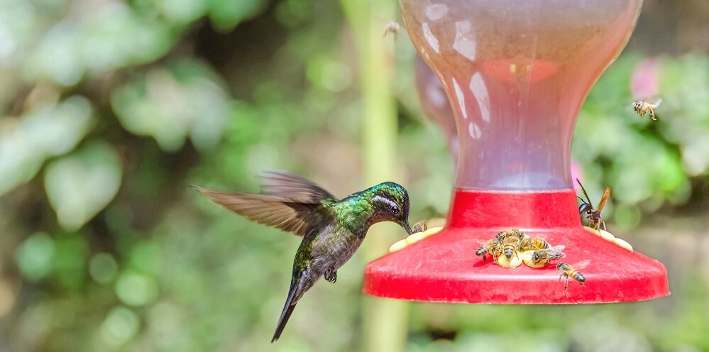 hummingbird and bee at feeder