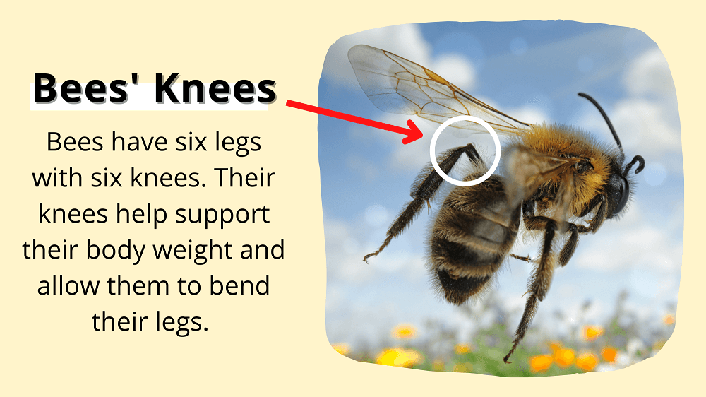 closeup of bees knees