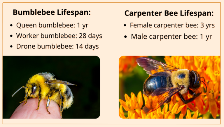 Carpenter Bee Vs Bumble Bee Whats The Difference 0115