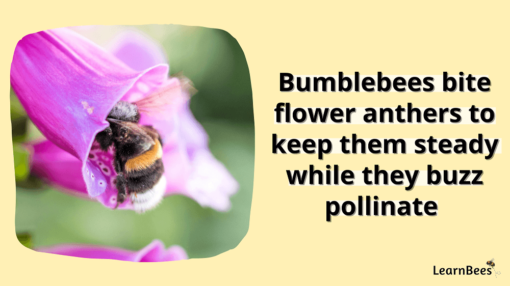 Bumblebees bite athers during pollination
