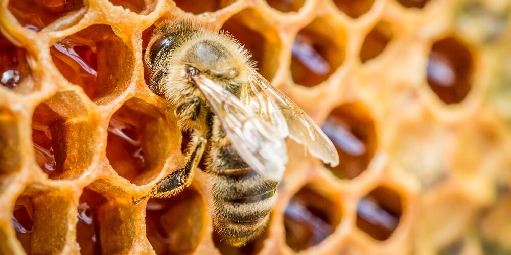 honeybee inside of honeycomb made of beeswaz