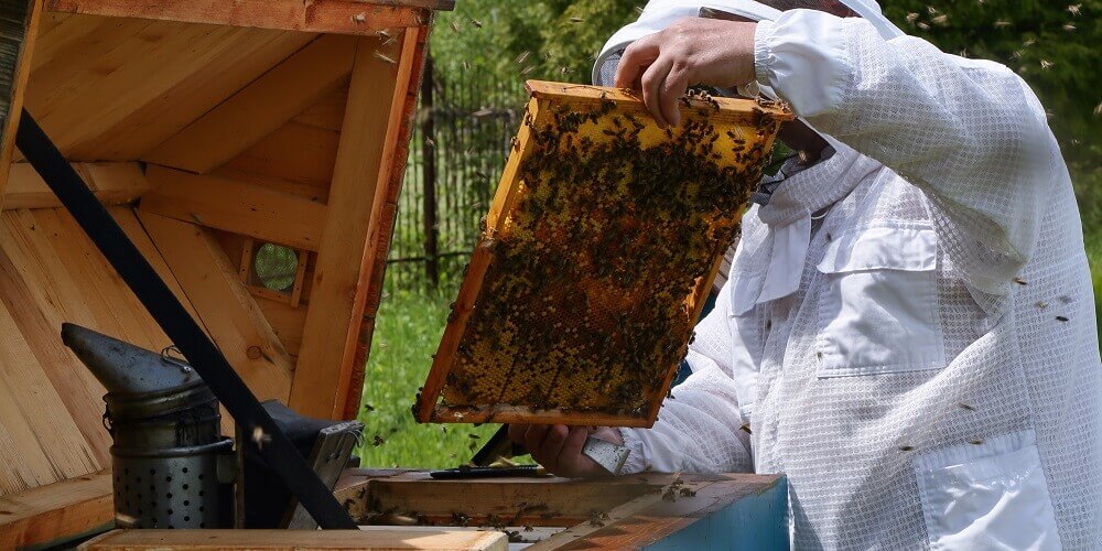 beekeeper looking at honeycomb and beeswax during hive inspection