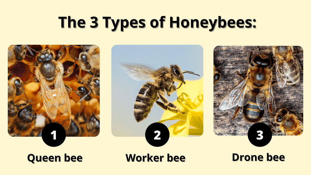 the 3 types of honeybees