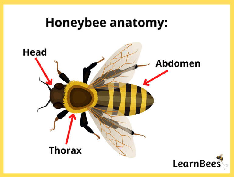  How Many Wings Does A Bee Have LearnBees