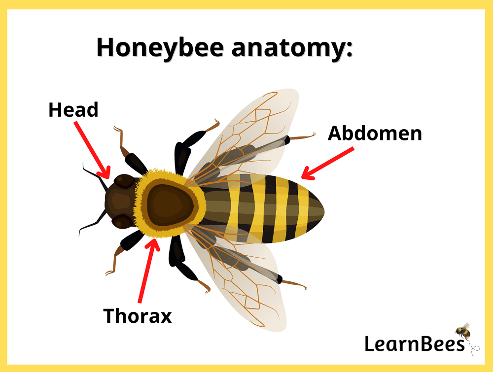 honeybee anatomy