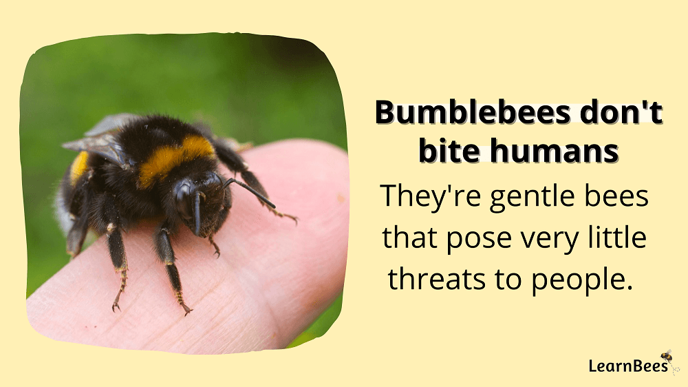 bumblebees don't bite fact sheet