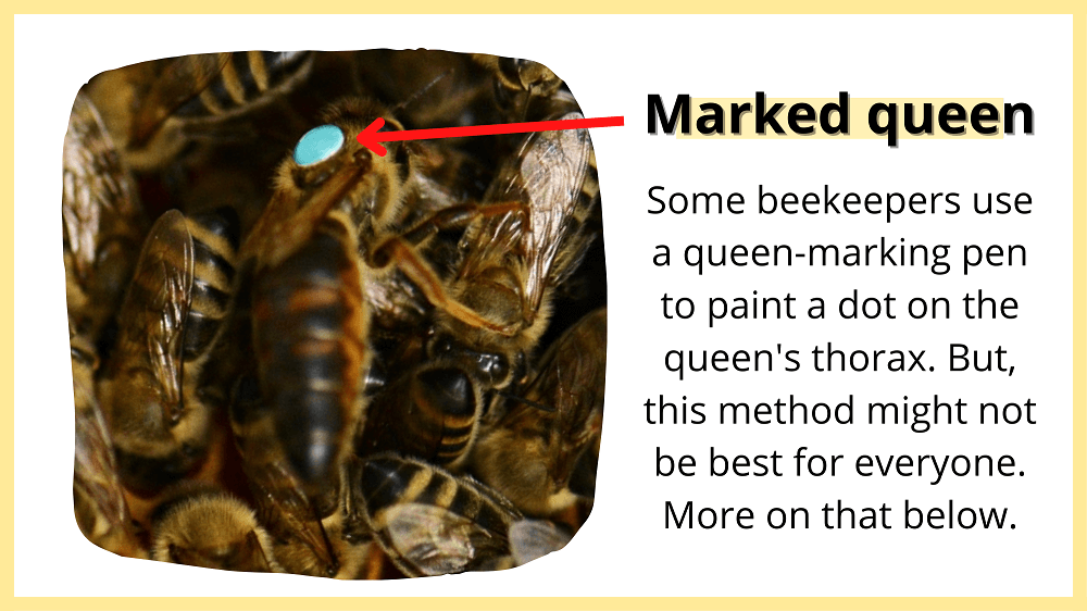 example of marked queen bee