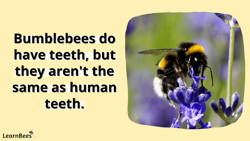 bumblebees have teeth face sheet