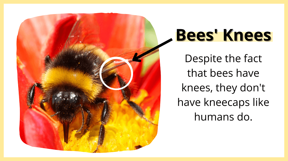 up close of bumblebee's knees