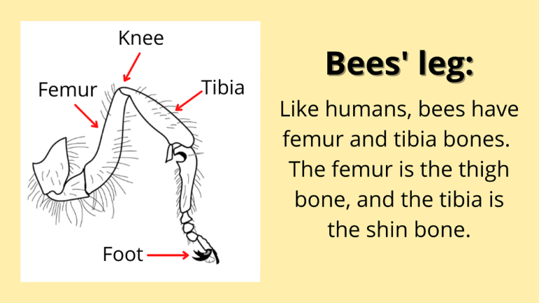 do-bees-have-knees-true-or-false-learnbees