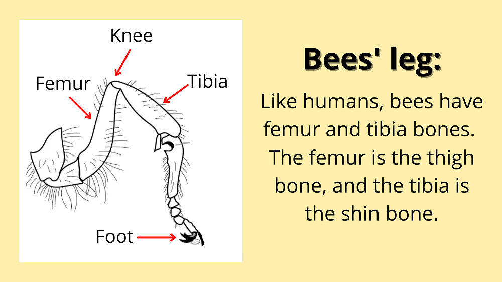 bees knees diagram