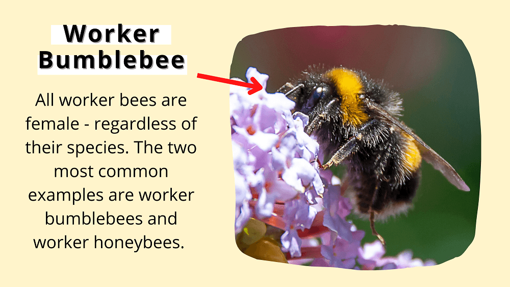 Worker bumblebee facts