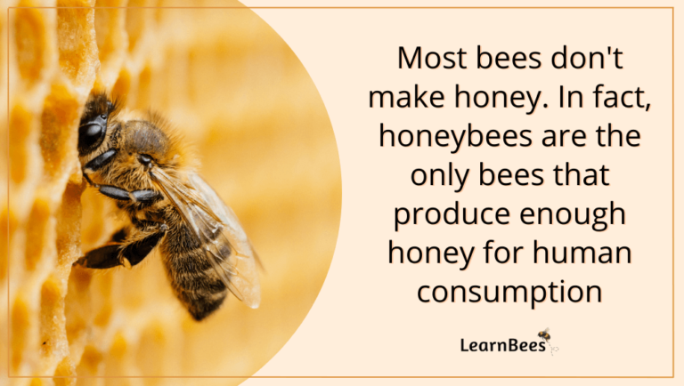 Do All Bees Make Honey? - LearnBees