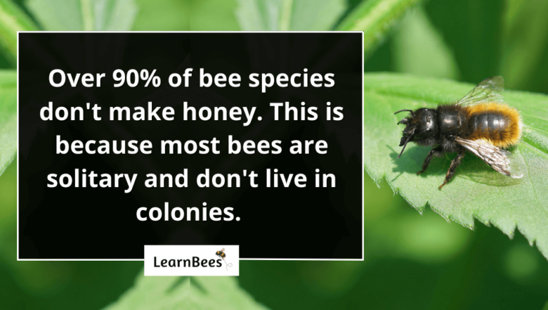 Do All Bees Make Honey? - LearnBees