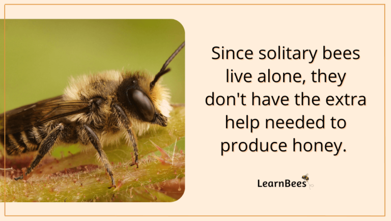 Do All Bees Make Honey? - LearnBees