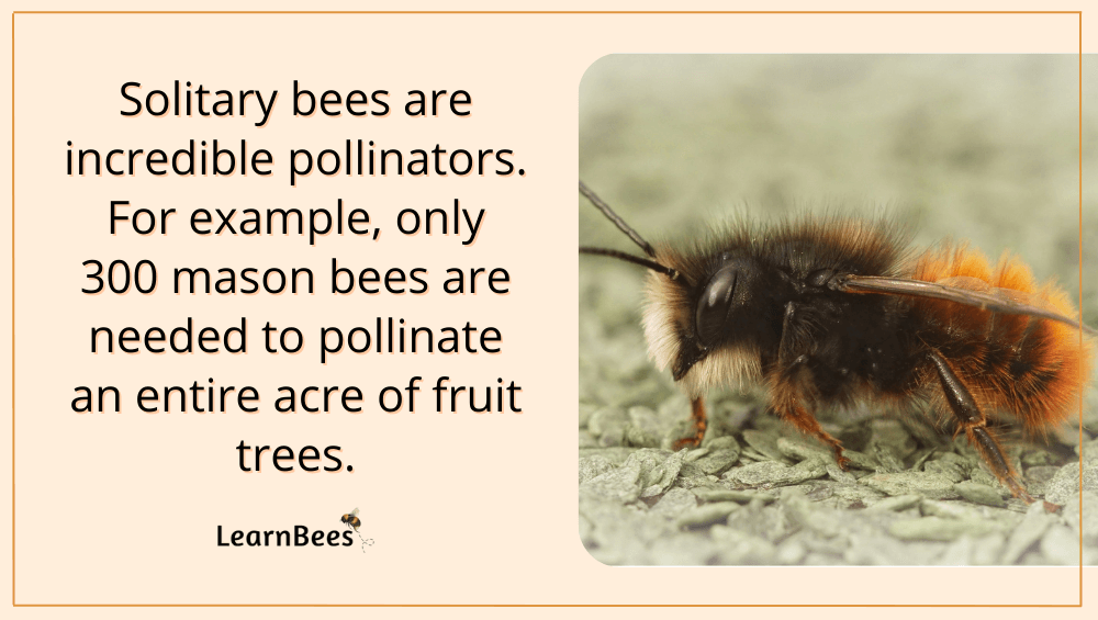 Do all bees make honey?