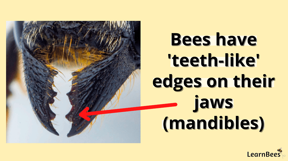 bumblebee teeth fact sheet