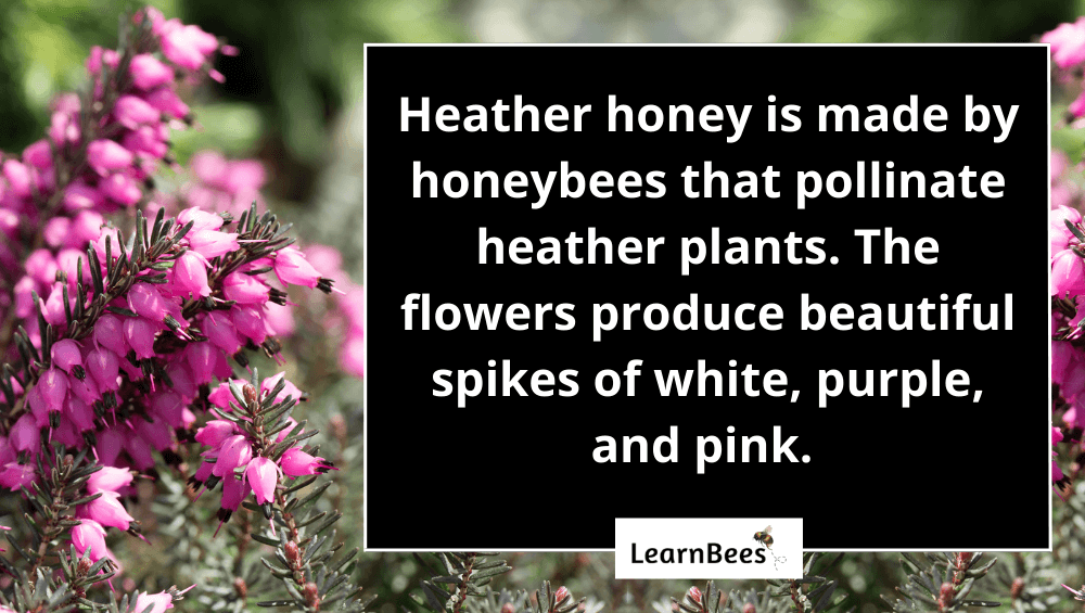 heather honey