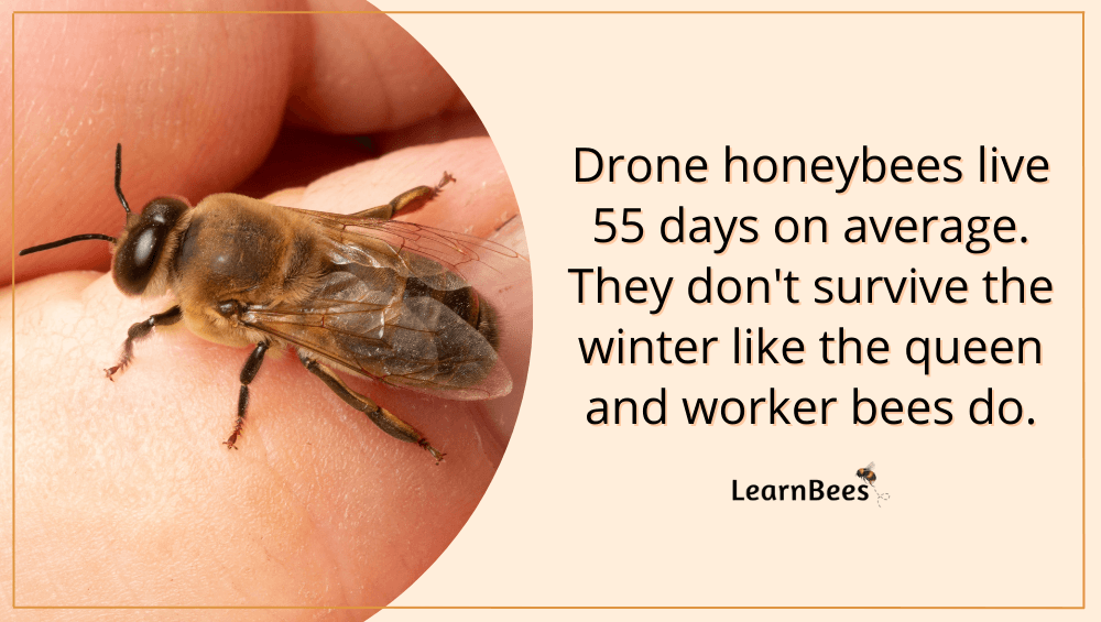 drone bees