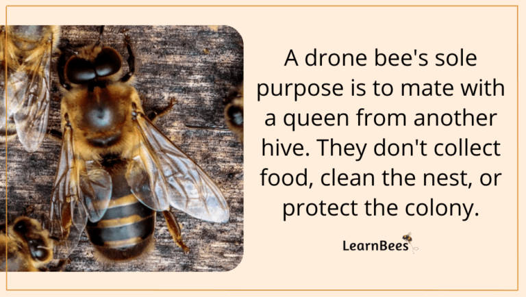 Drone Bees: The Fascinating Life Of Male Honeybees (With Pictures)