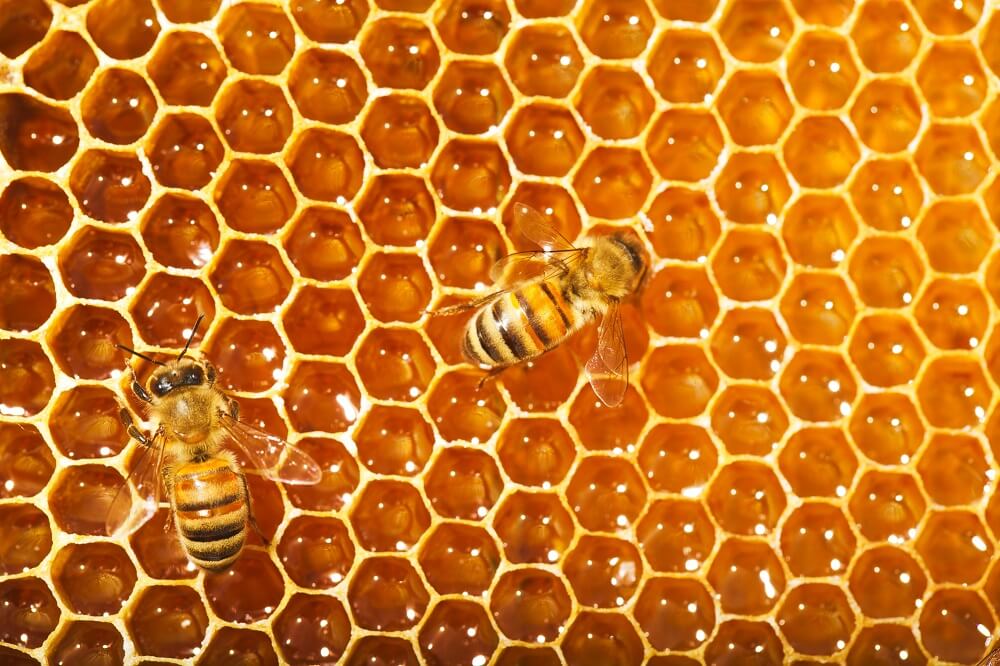 Honeybees filling honeycomb with acacia honey