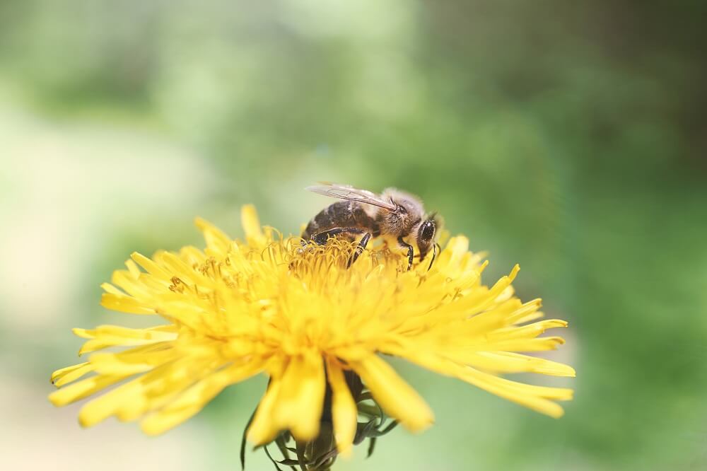 honeybee sitting on yellow flower
