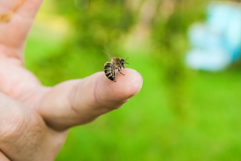honeybee stinging mans finger