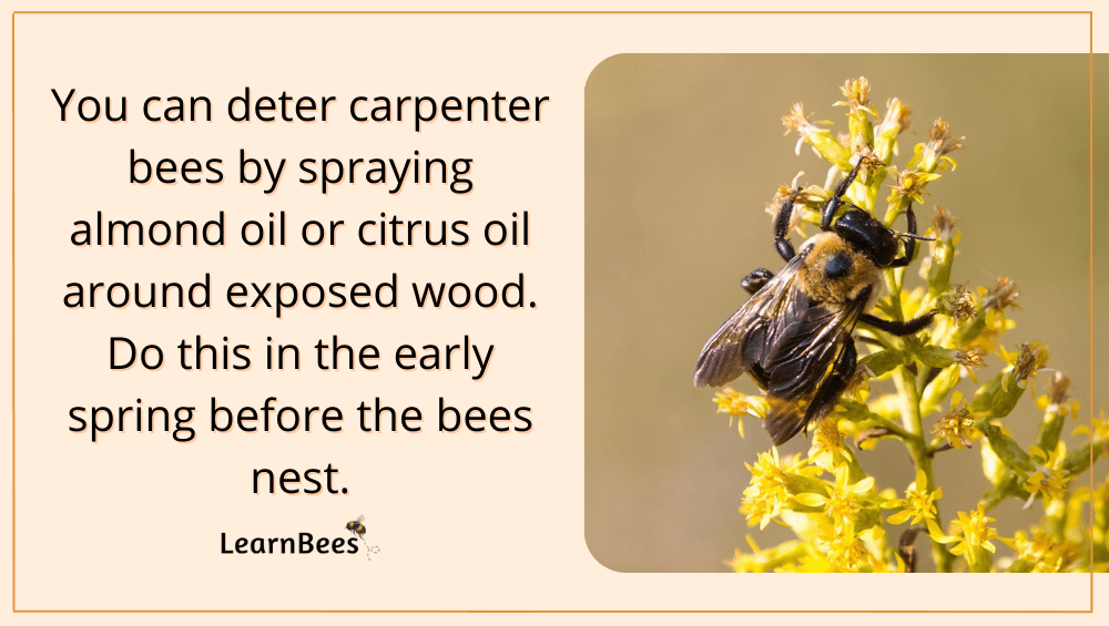 what do carpenter bees eat