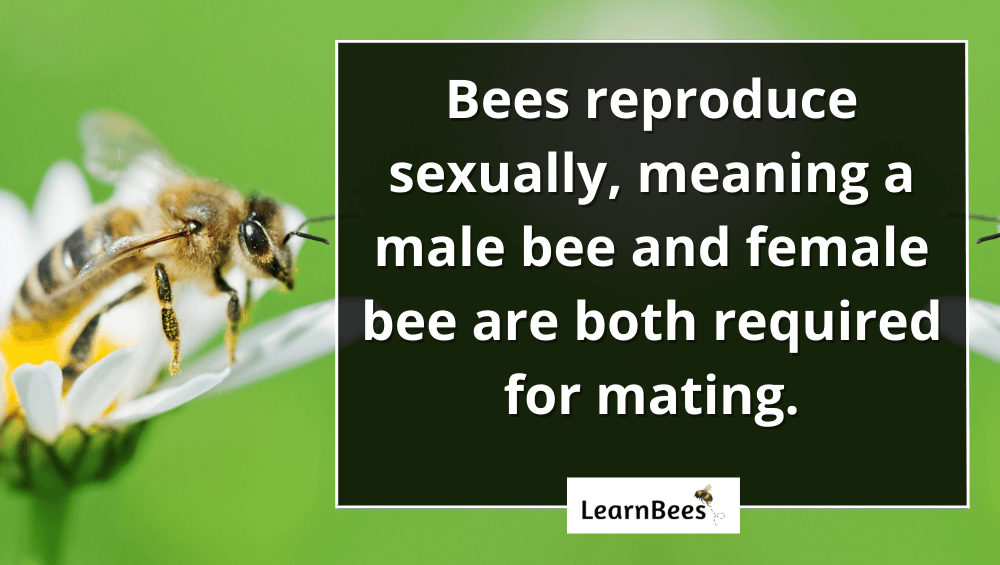 how do bees reproduce?