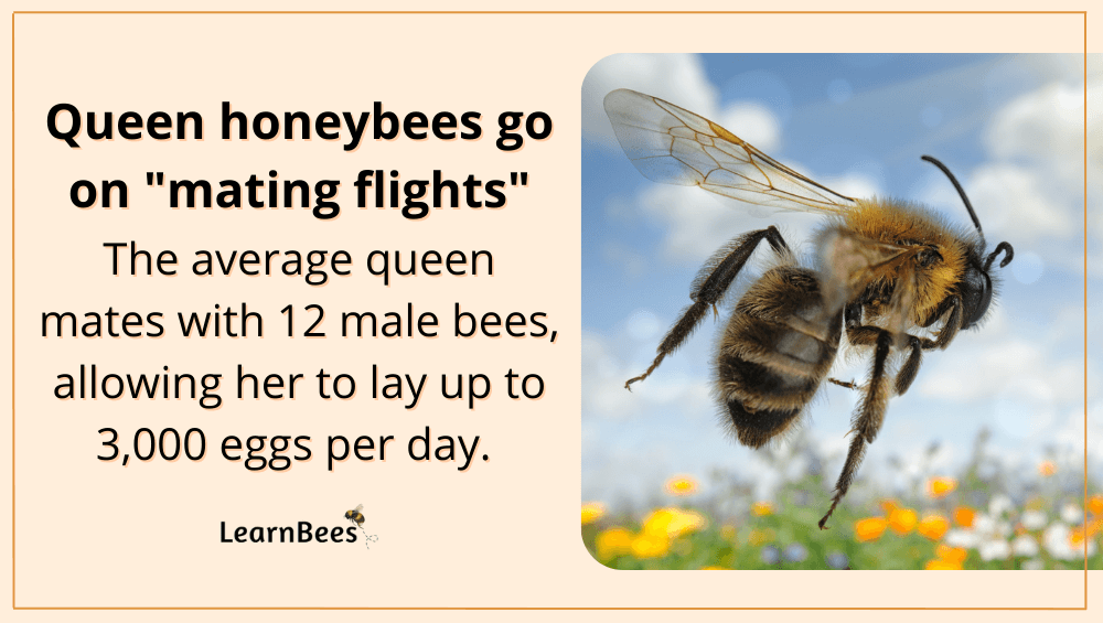 how do bees reproduce?