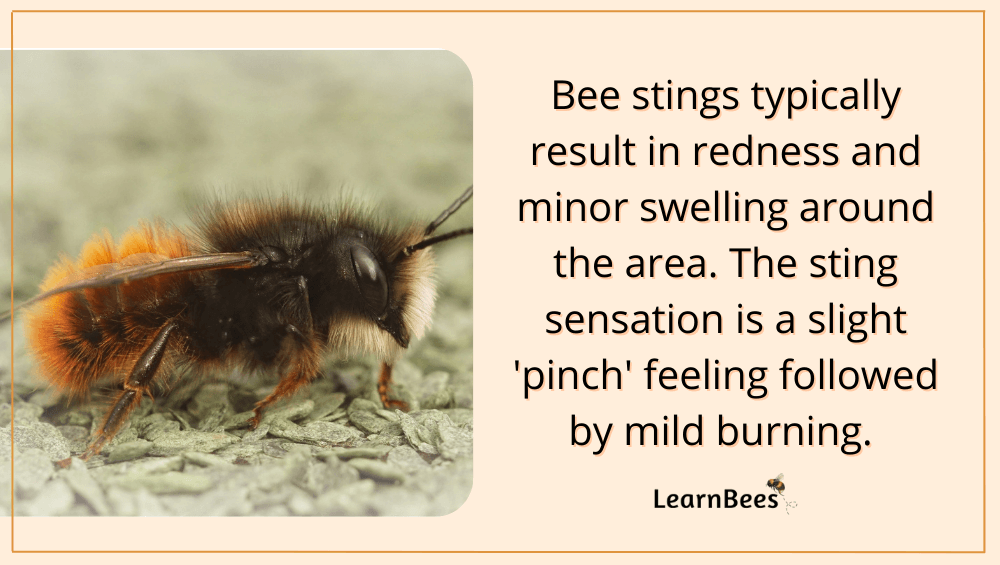 what does a bee sting look like?