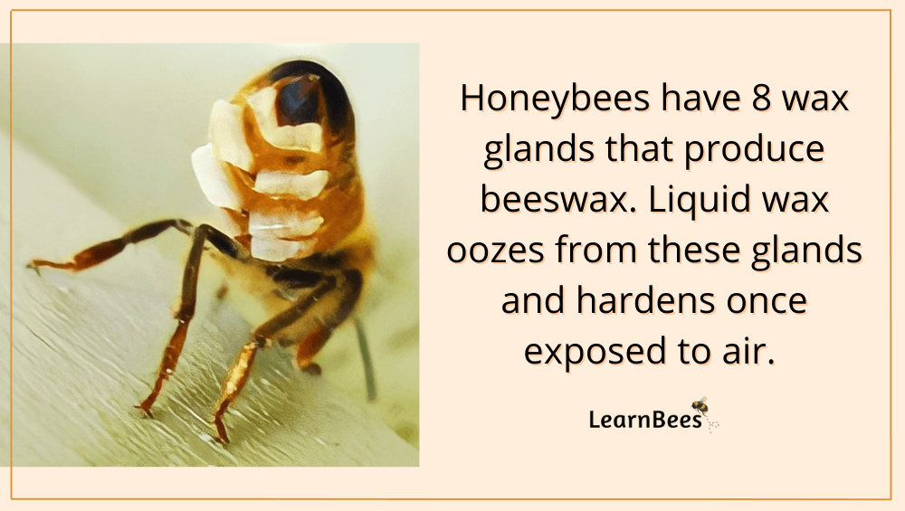 How do bees make wax?