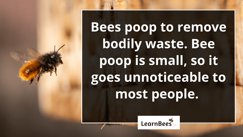 bees poop