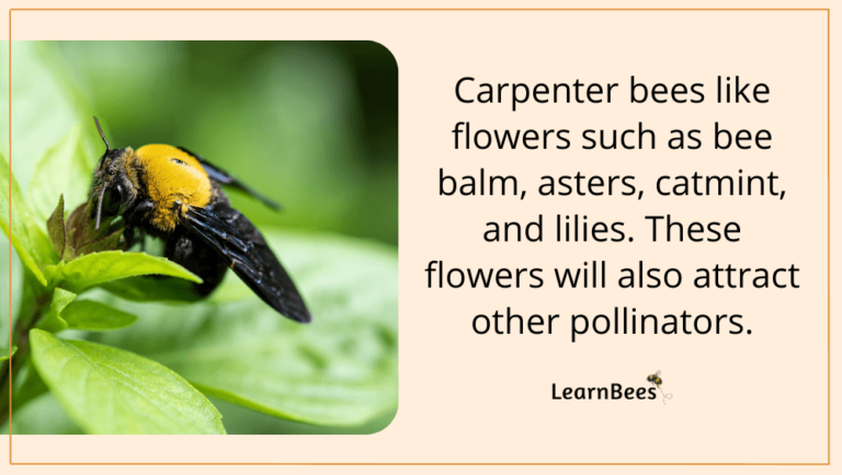 What Do Carpenter Bees Eat? (Hint: It's Not What You Think)