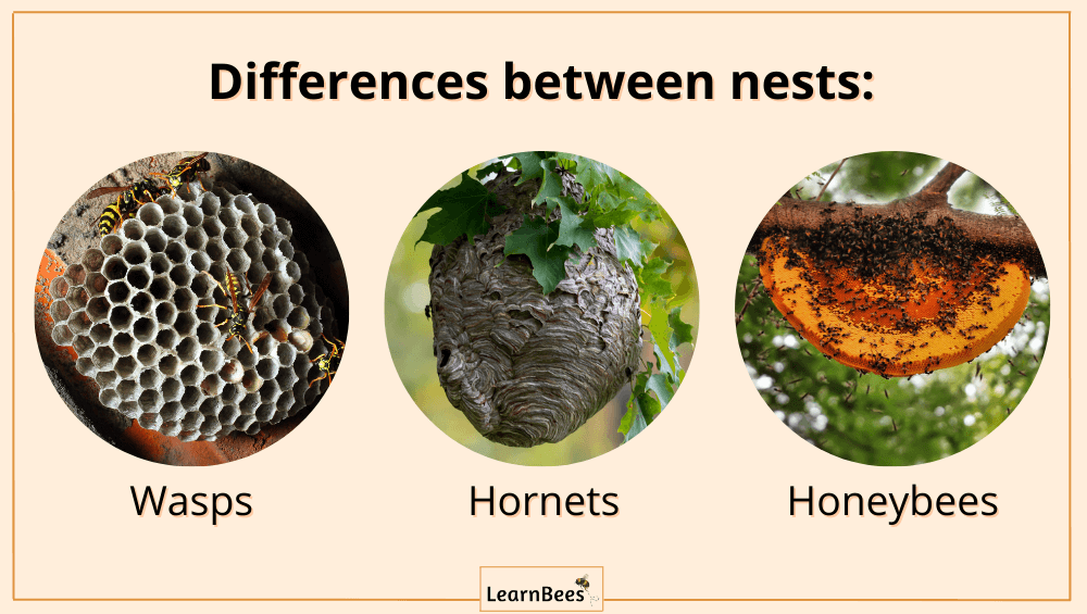 Wasp nest vs bee nest