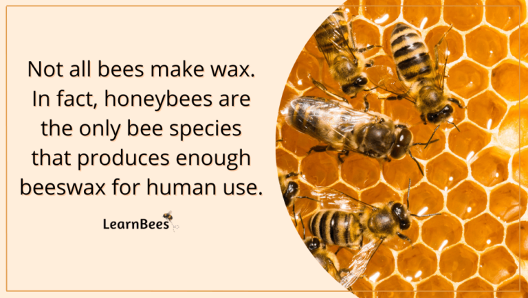 How Do Bees Make Wax? - LearnBees