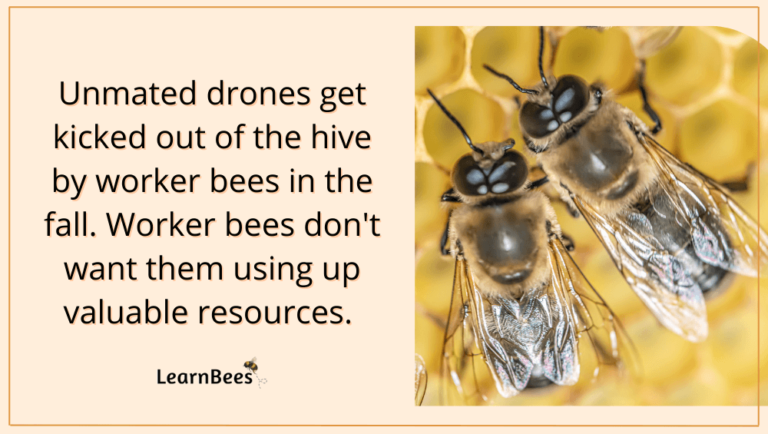 Drone Bees: The Fascinating Life of Male Honeybees (With Pictures)