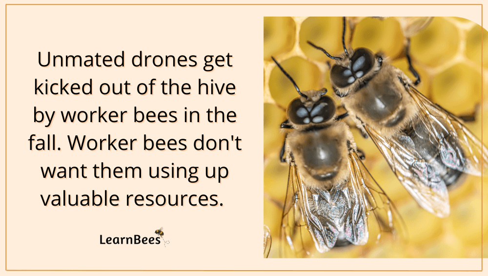 drone bees