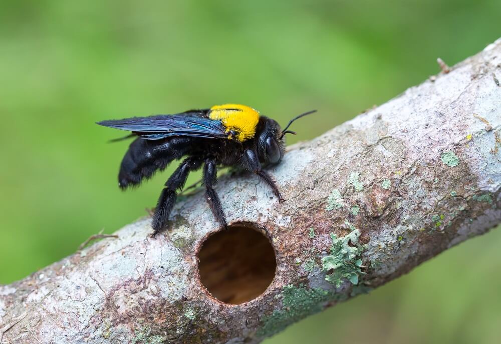 what do carpenter bees eat