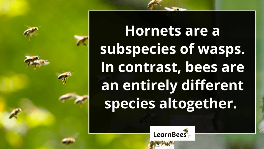 wasps vs. hornets vs. bees