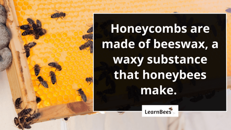 What Are Honeycombs Made Of? - LearnBees