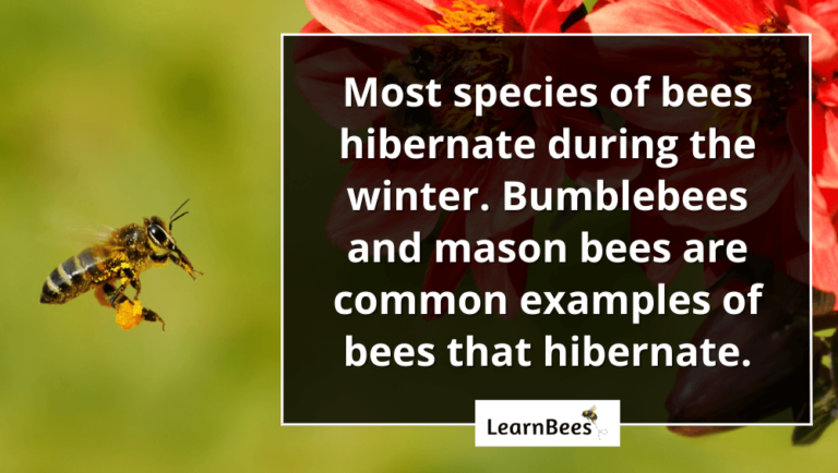 Do Bees Hibernate? (+ Where Do Bees Go In The Winter?)