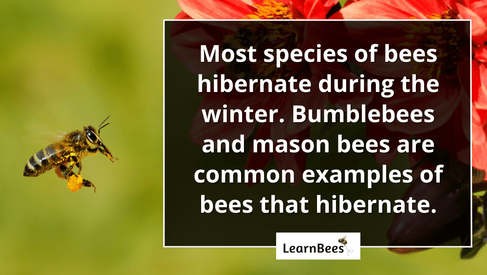 Do bees hibernate?