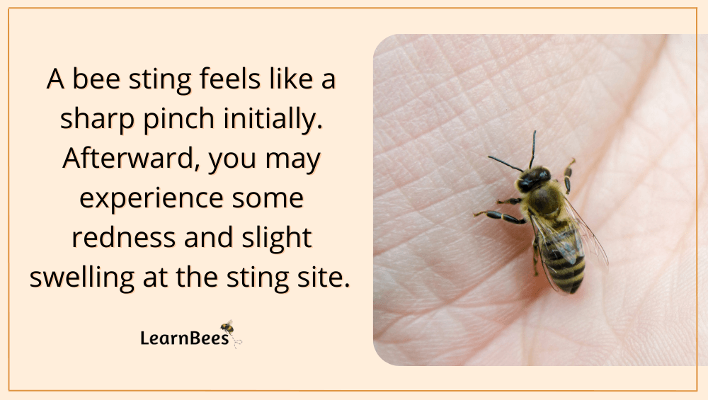 Do bees sting?