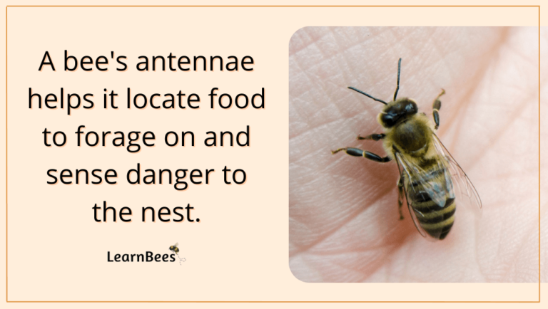 Bee Antennae 101: Interesting Facts and Uses