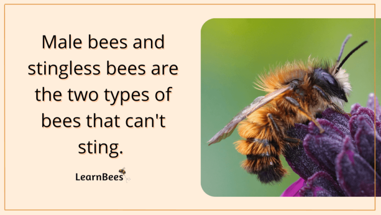 Do All Bees Sting? - Learnbees