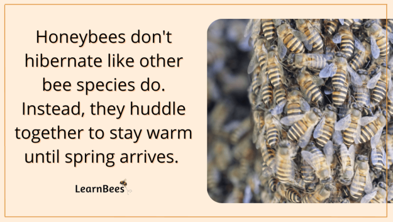 Do Bees Hibernate? (+ Where Do Bees Go in the Winter?)