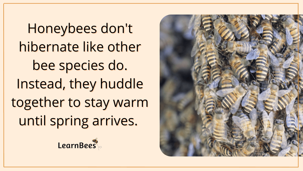 Do bees hibernate?