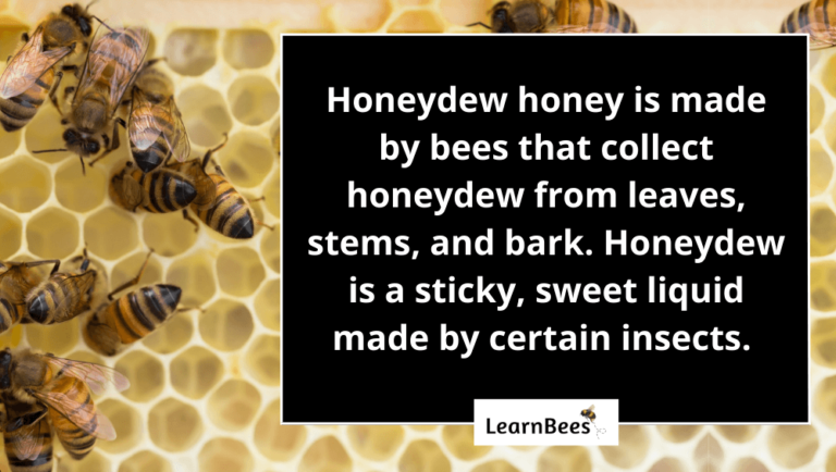 Honeydew Honey 101: The Taste, Health Benefits & Risks