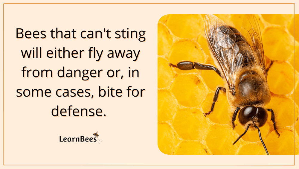 what bees don't sting?